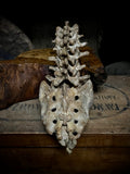 Articulated human spine