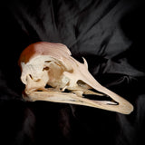 Item 7. Ostrich skull