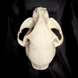 Item 12. Cat skull