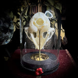 Hades the All Seeing Cat