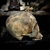 Human skull