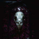 “Finch Skull” in a glass dome