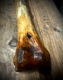 Human femur bone