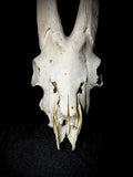 Item 1. Goat skull