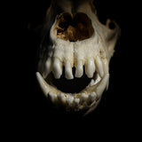 Dog Skull - A Male “Alaskan Malamute”