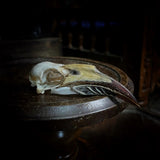 Hornbill Skull