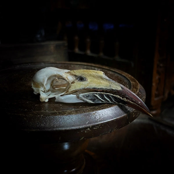Hornbill Skull