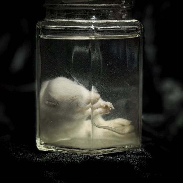 Wet Specimen “White Mouse”