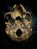 Human skull