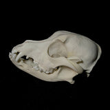 Item 11. Dog skull