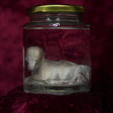 Wet Specimen “Foetal Piglet”