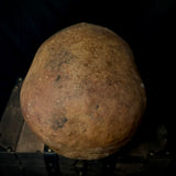 Item 3. Human skull
