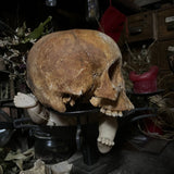 Human skull