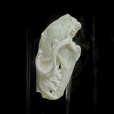 “Bat Skull” in a glass dome