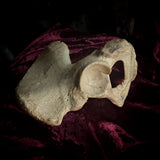 Adam Rouilly Human hip bone