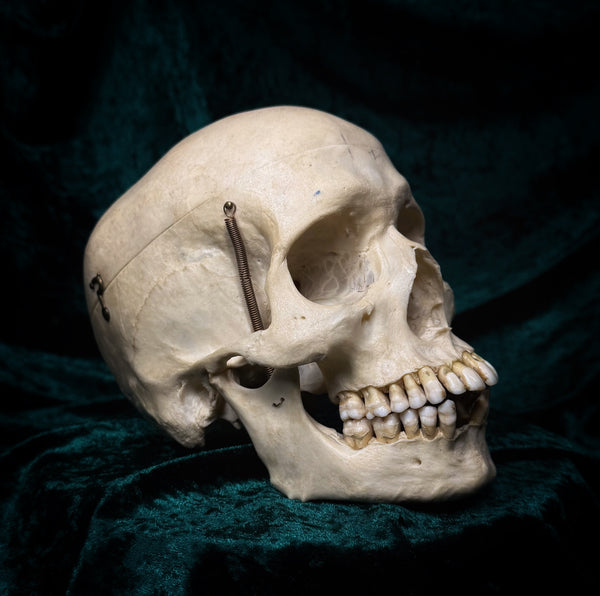 Medically prepared human skull