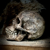 Human skull with mandible.