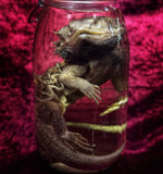 Wet Specimen “Bearded Dragon”