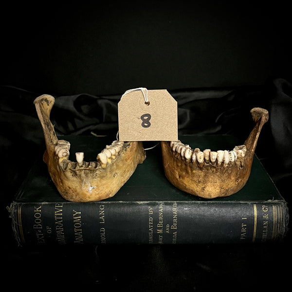 Lot 8. Two mandibles