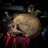 Human skull