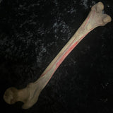 Human femur bone