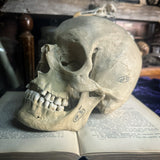 Medically prepared human skull