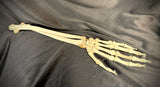 Item 2. Articulated human