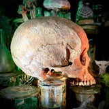 Human skull *COMPETITION*