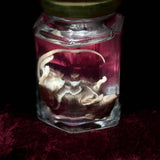Wet Specimen “Brown Mouse”