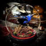 Taxidermy honeycreeper