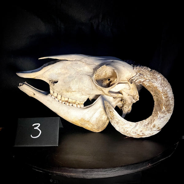 Item 3. Ram skull