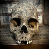 Human skull