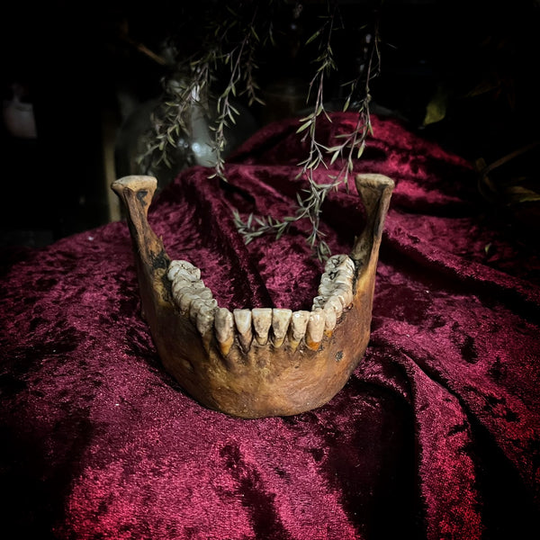 A mandible