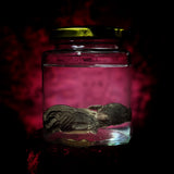 Wet Specimen “Juvenile Rabbit Kit”