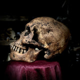 Human skull with mandible