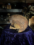 Partial Human skull