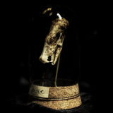 “Mole skull” in a glass dome