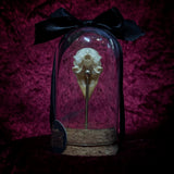 “Finch Skull” in a glass dome