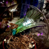 Taxidermy tanager