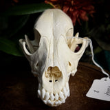 Dog Skull - A Female “Poodle”