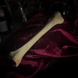Adam Rouilly Human tibia (shinbone)