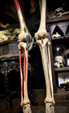 Medical skeleton