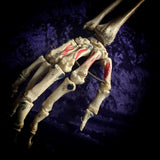 Medically articulated (Right) Human Hand and Arm