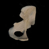 Human hip bone