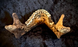 Item 7. A human mandible
