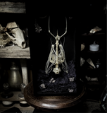 Fruit Bat Skeleton - Curio Box
