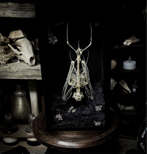 Fruit Bat Skeleton - Curio Box