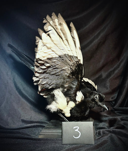 Item 3. Taxidermy magpie