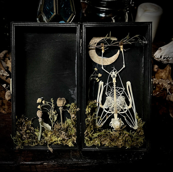 Small Fruit Bat Skeleton - Curio Box