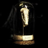 “Mole skull” in a glass dome